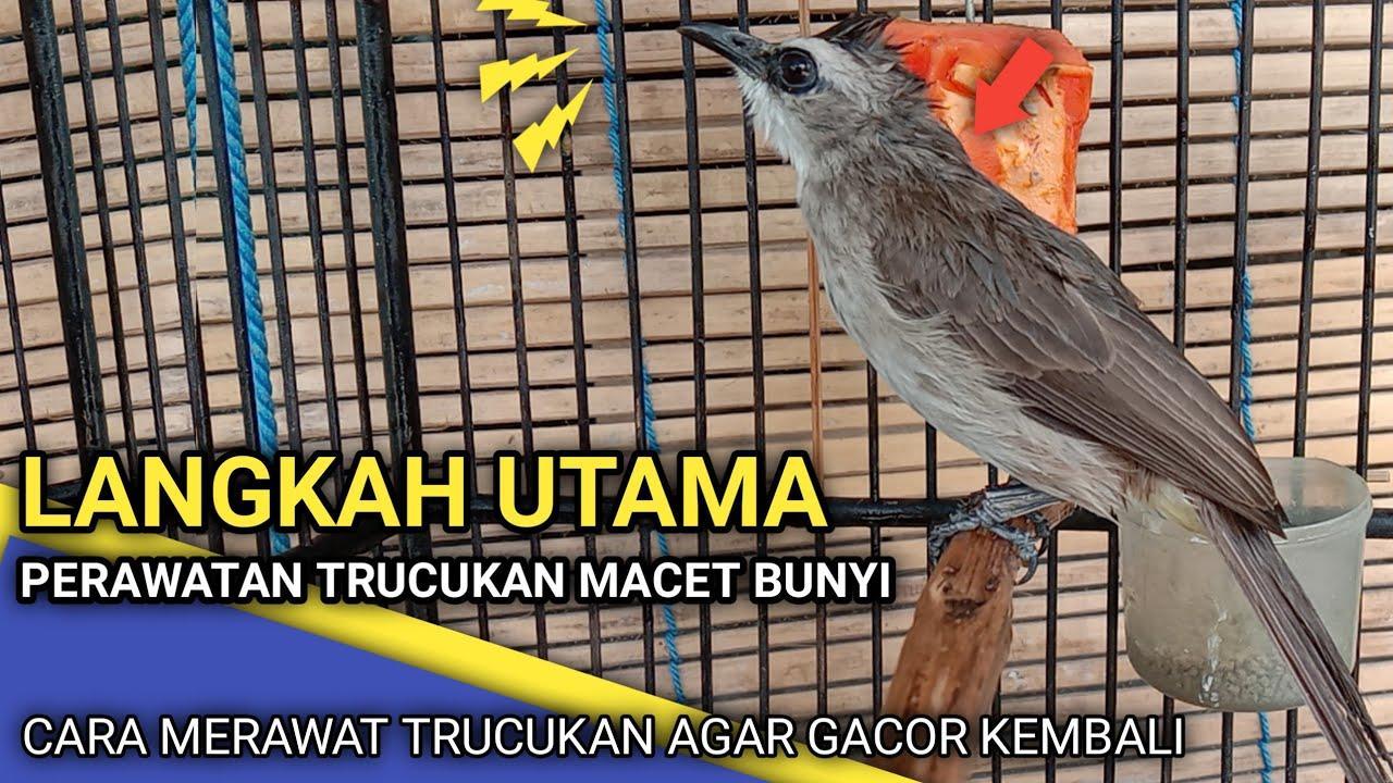 Gacor OVO: Tips Agar Burung Cepat Beradaptasi dengan Lingkungan Baru